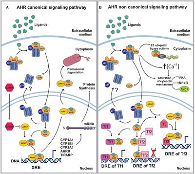 The Aryl Hydrocarbon Receptor as a Modulator of Anti-viral Immunity